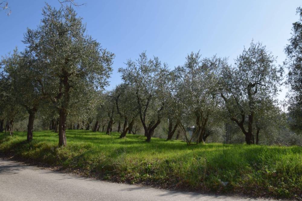 immagine annuncio 4 di 6