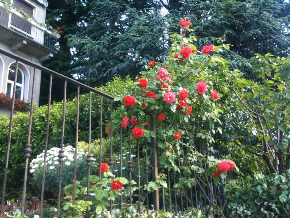 immagine annuncio 5 di 13