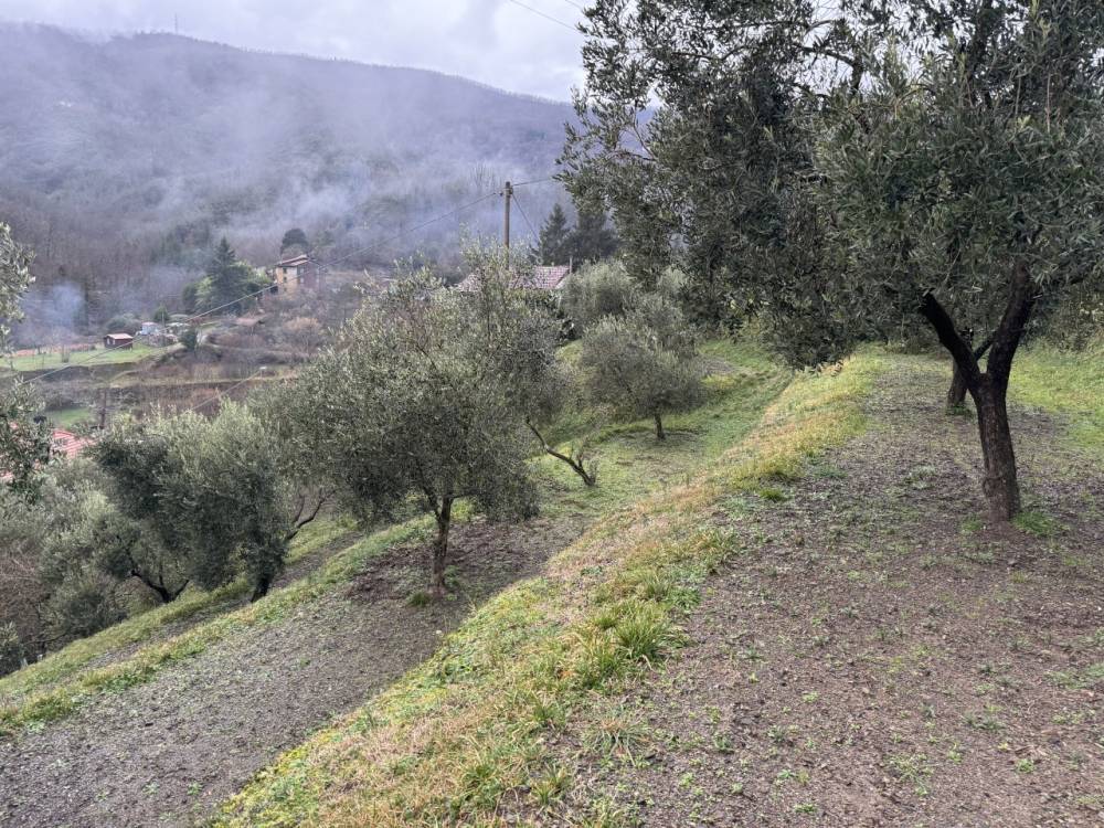 immagine annuncio 4 di 9