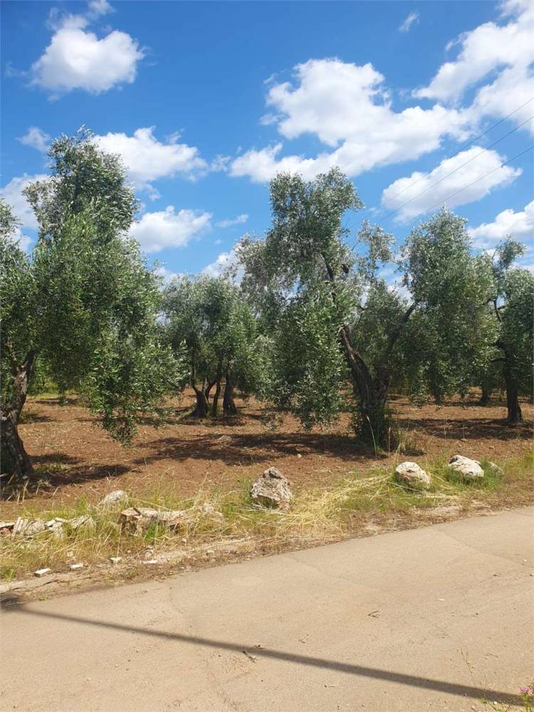 immagine annuncio 1 di 9