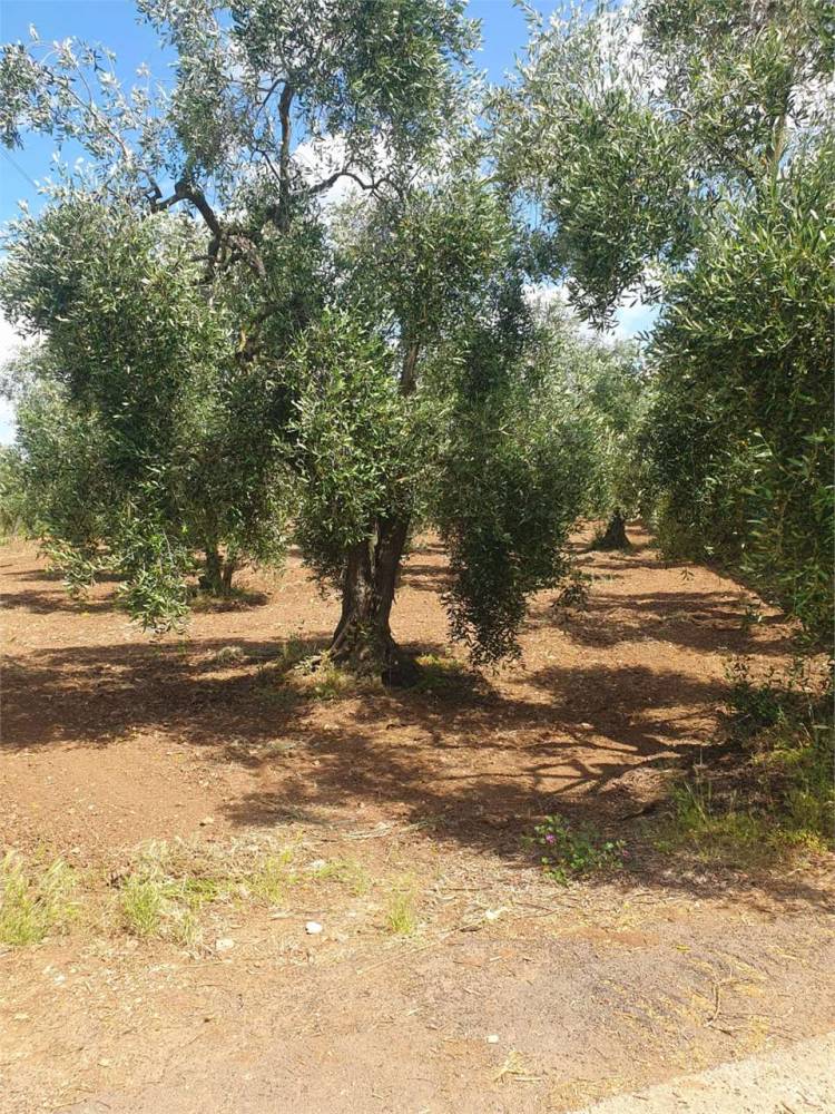 immagine annuncio 2 di 9