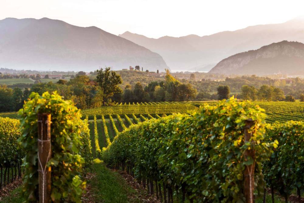 immagine annuncio 9 di 11