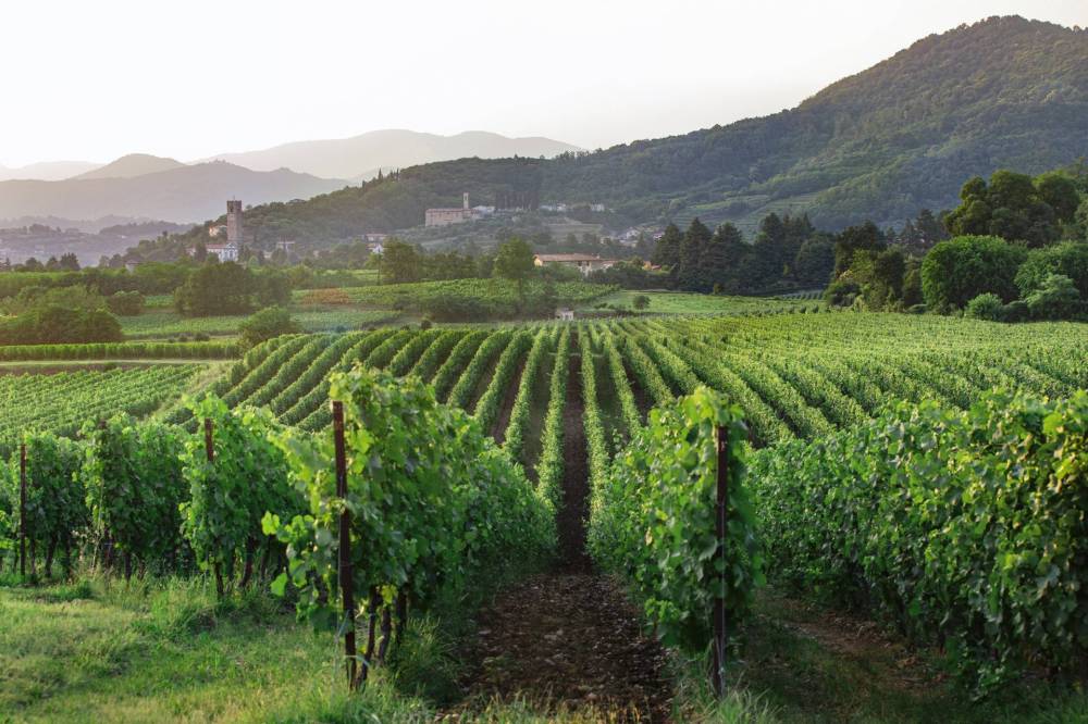 immagine annuncio 7 di 11