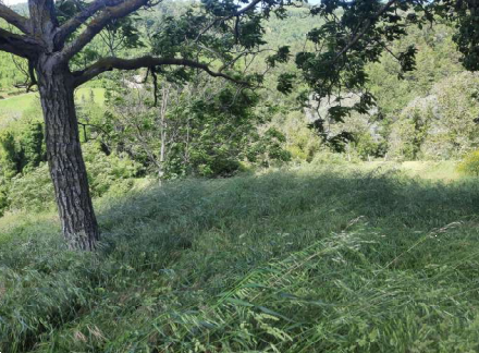 immagine annuncio 11 di 13