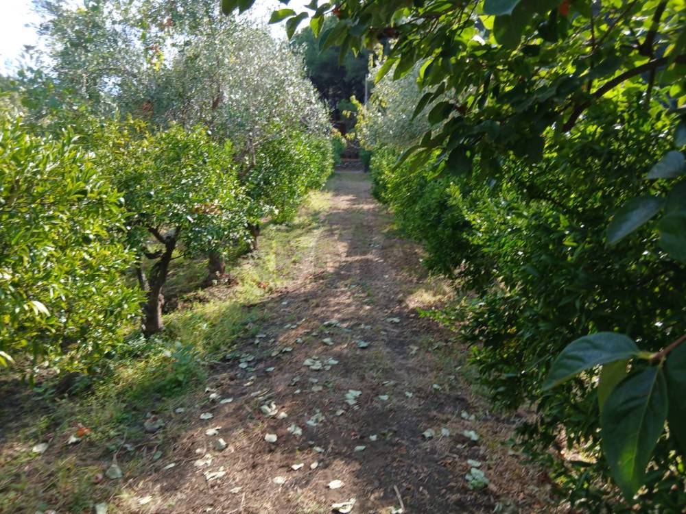 immagine annuncio 10 di 13