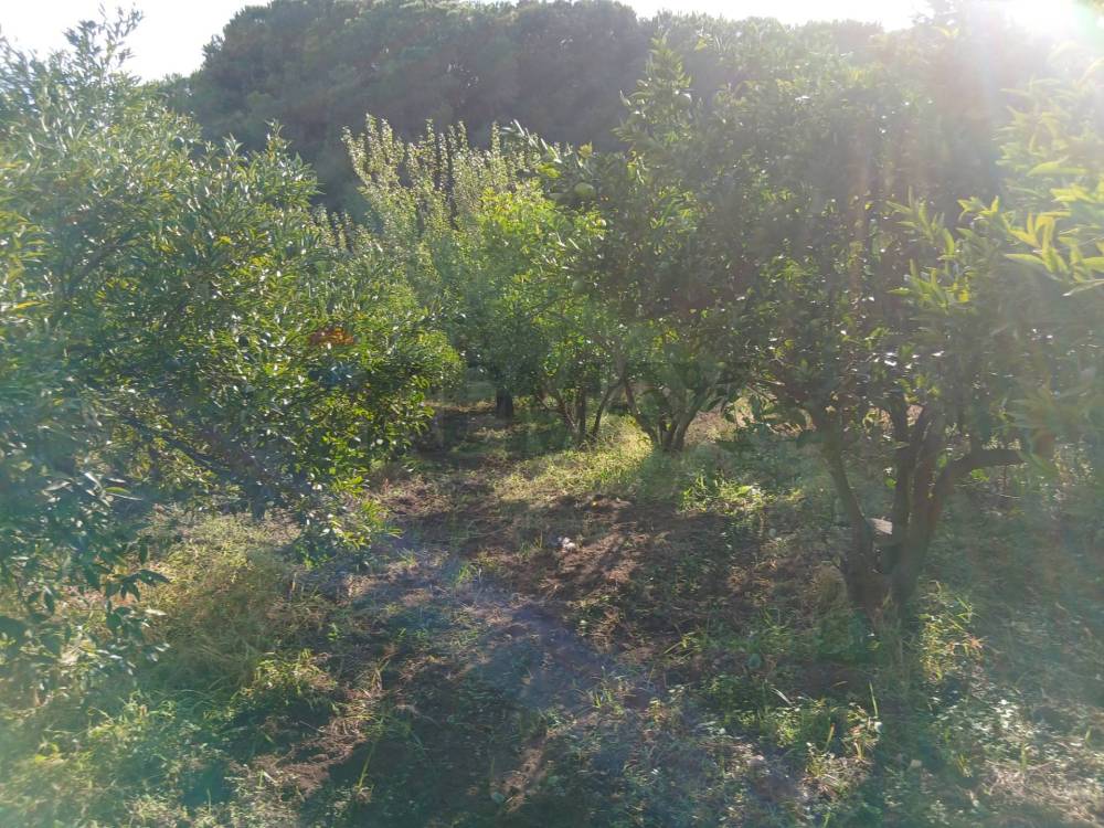 immagine annuncio 11 di 13